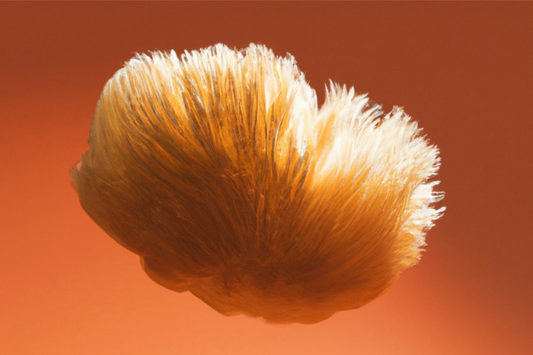 The Lion’s Share: A Deep-Dive into the Lion’s Mane Mushroom